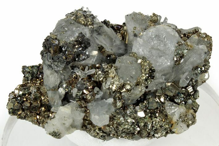 Glittering Pyrite Crystals on Quartz - Peru #347601